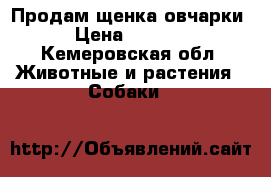 Продам щенка овчарки › Цена ­ 2 000 - Кемеровская обл. Животные и растения » Собаки   